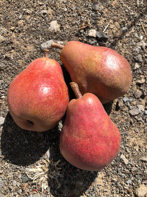 Williams Red Pear