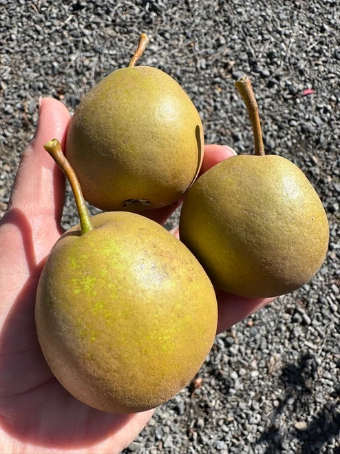 Winter Cole Pear