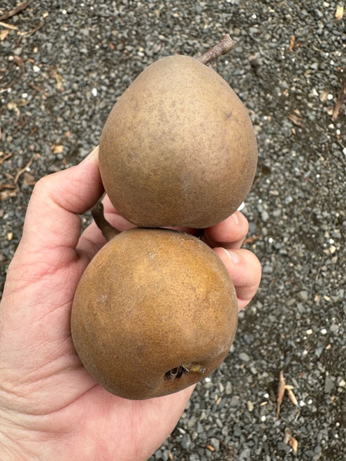 Winter Nelis Pear (Bonne De Malines) (semi-dwarf)