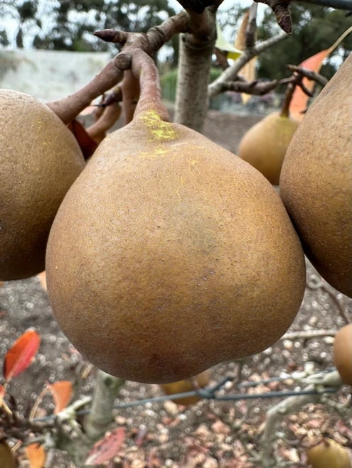 Winter Nelis Pear (Bonne De Malines) (semi-dwarf)