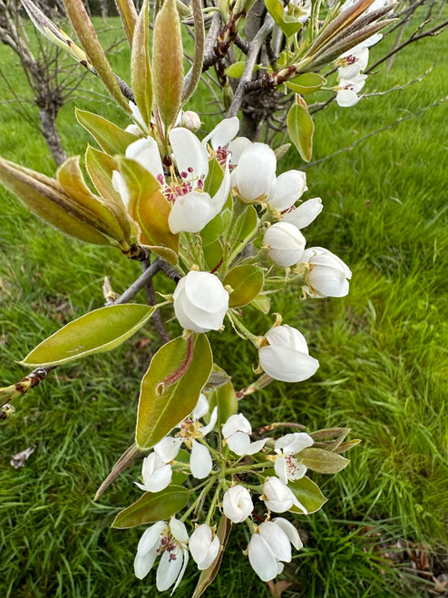 Winter Nelis Pear (Bonne De Malines) (semi-dwarf)