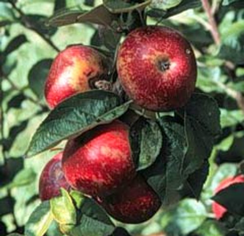 Kingston Black Apple (dwarf)