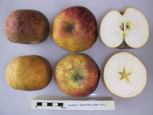 Crofton Red Apple (dwarf)