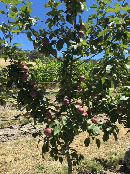Spartan Apple (dwarf)