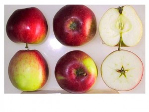 Akane Apple (medium)