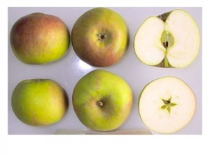 Blenheim Orange Apple (medium)