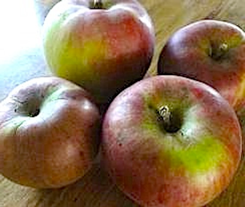 Brown's Apple (medium)