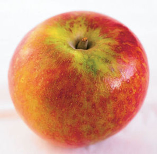 Cox's Orange Pippin Apple (medium)