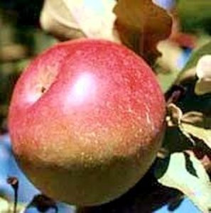 Snow Apple (Fameuse) Apple (medium)