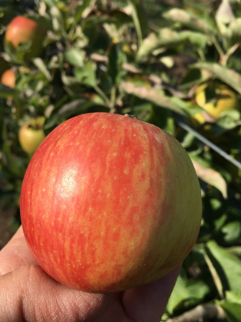 Jonagold Apple (medium)