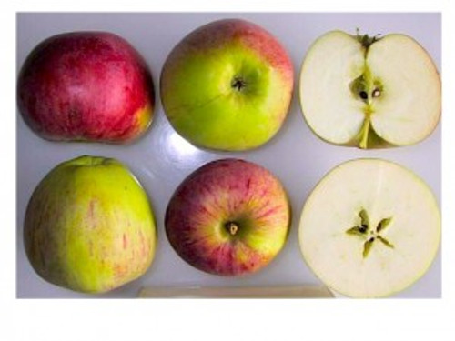 Peasgood's Nonsuch Apple (medium)