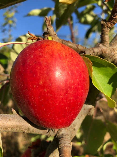 Tremlett's Bitter Apple (medium)
