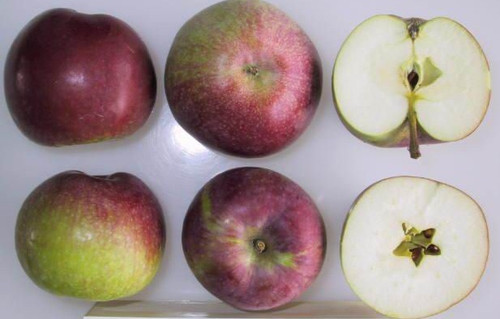 McIntosh Apple (stepover)