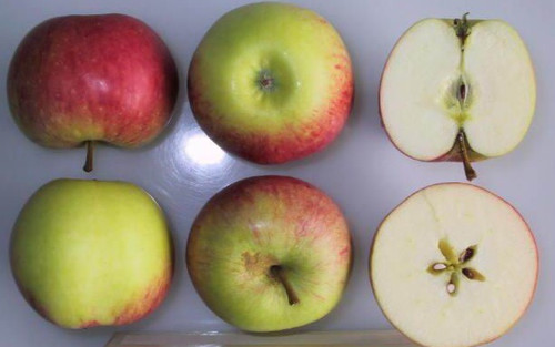 James Grieve Apple (stepover)