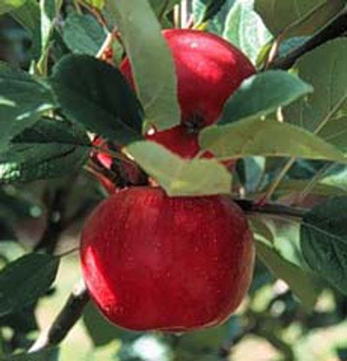 Breakwell's Seedling Apple (tall)
