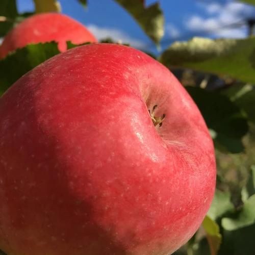 Pink Lady™ (Cripp's Pink) Apple (tall)