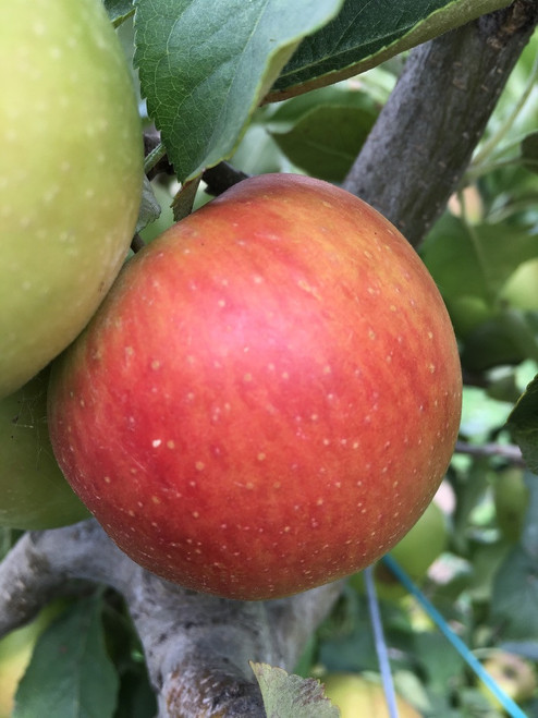Pink Lady™ (Cripp's Pink) Apple (tall)
