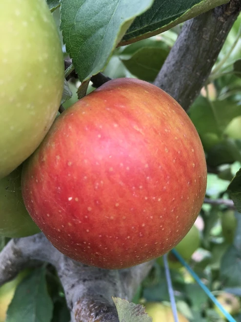 Pink Lady™ (Cripp's Pink) Apple (tall)