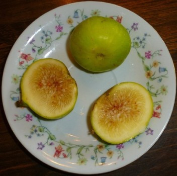 Deanna Fig