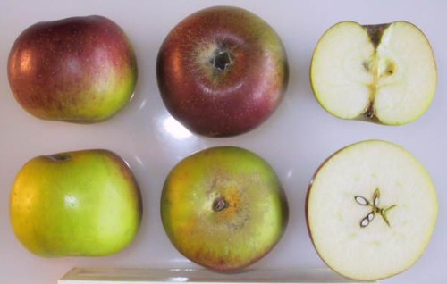 Verité Apple (dwarf)