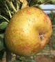 Campbelltown Russet Apple (dwarf)