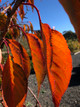 Shirotae Japanese Flowering Cherry (Prunus 'Mt Fuji-Shirotae')