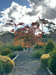 Shirotae Japanese Flowering Cherry (Prunus 'Mt Fuji-Shirotae')