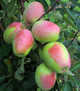 Kandil Sinap Apple (dwarf)