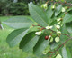 Chinese Elm (Ulmus parvifolia)