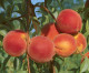 Loring Peach