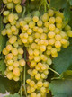 Summer Muscat Seedless Grape