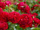 Bordeaux Rose