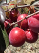 Yarrahapinni Japanese Blood Plum