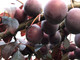 Yarrahapinni Japanese Blood Plum