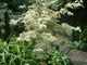 Cornus florida 'Welchii', Tricolour Dogwood