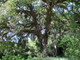 Engelmann Oak (Quercus engelmannii)