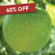 Granny Smith Apple (medium)