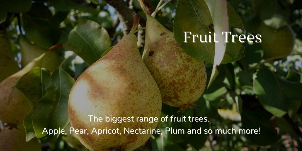 Heritage Fruit Trees