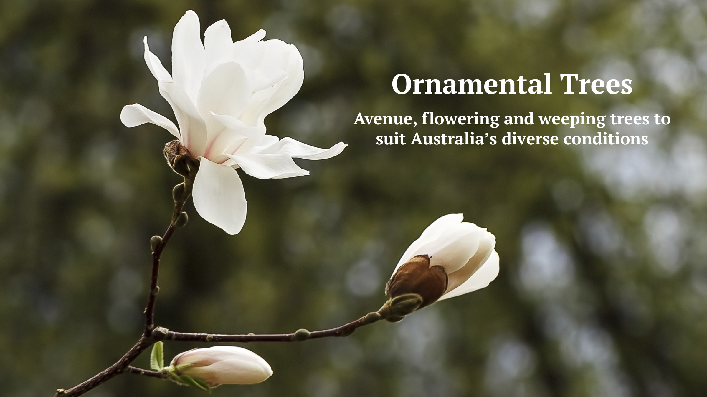 Heritage Fruit Trees