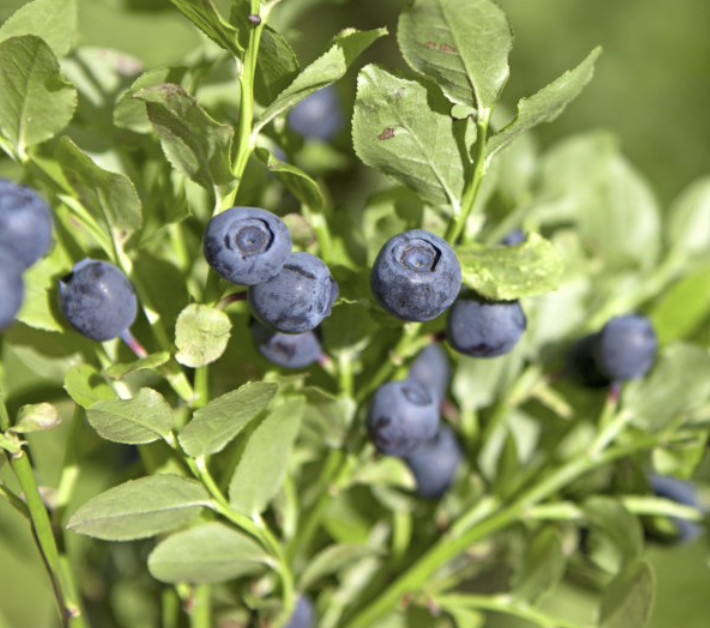 Bluejoy Blueberry Heritage Fruit Trees
