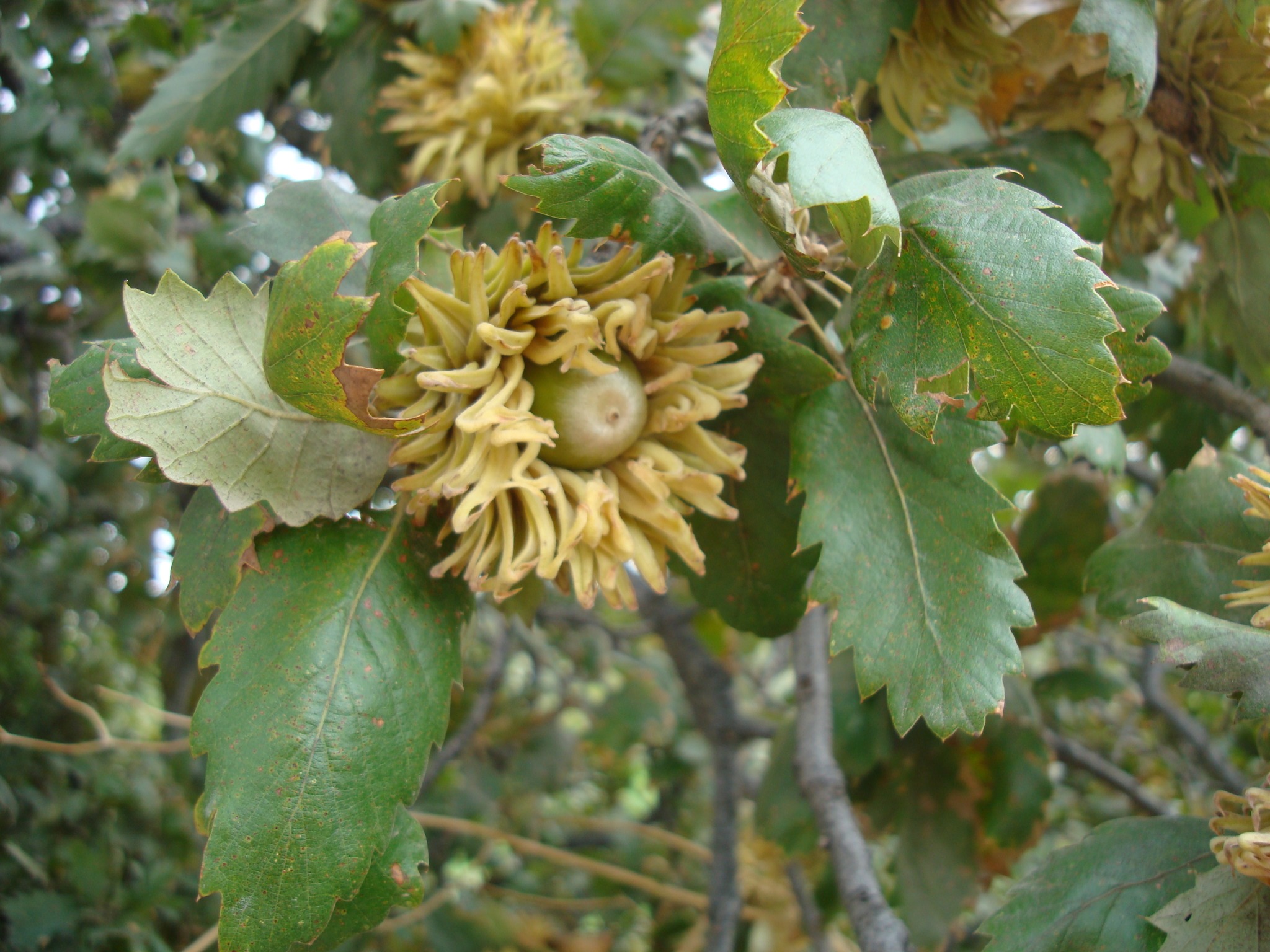 vallonia_2__54575.1714623451.jpg