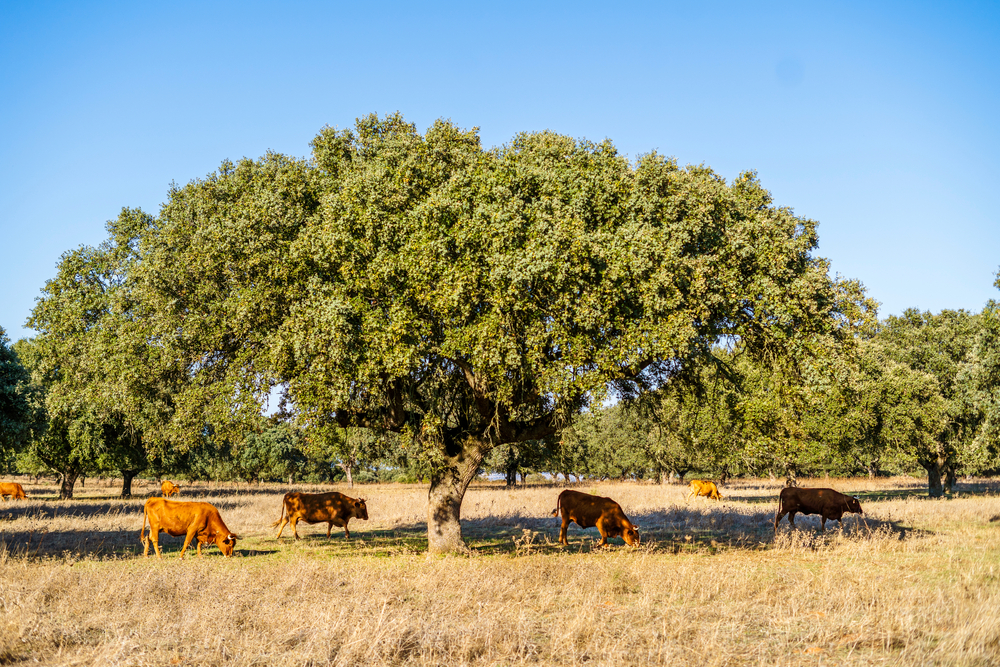 Cork Oak (Quercus suber) - Heritage Fruit Trees