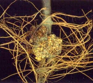 crown-gall.jpg