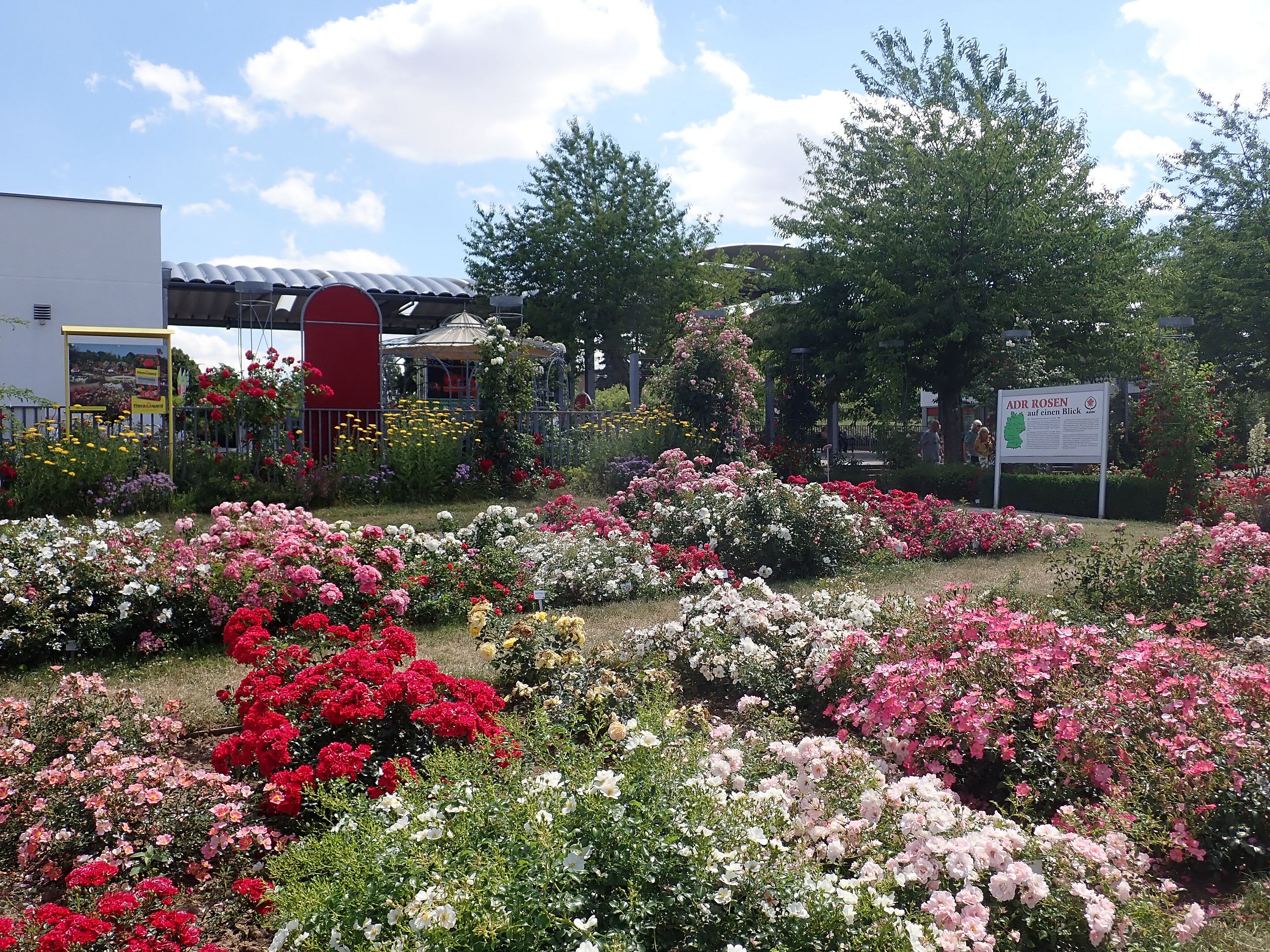 europa-rosarium-sangerhausen-2022-07-04-3453.jpg