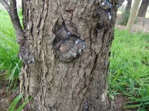 How To Deal With Woolly Aphid On Apple Trees