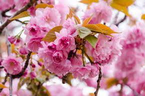 Kanzan Japanese Flowering Cherry (Prunus 'Kanzan') - Heritage Fruit Trees