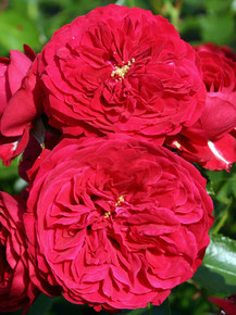 Red Riding Hood Rose - Heritage Fruit Trees
