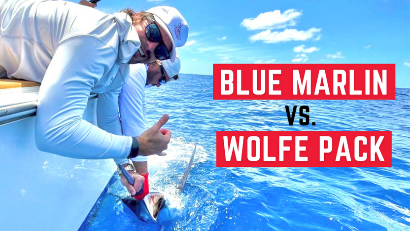 Blue Marlin vs. Wolfe Pack! Winning the war on blue marlin in Savannah, Georgia. Blue Marlin vs. Wolfe Pack! Winning the war on blue marlin in Savannah, Georgia.