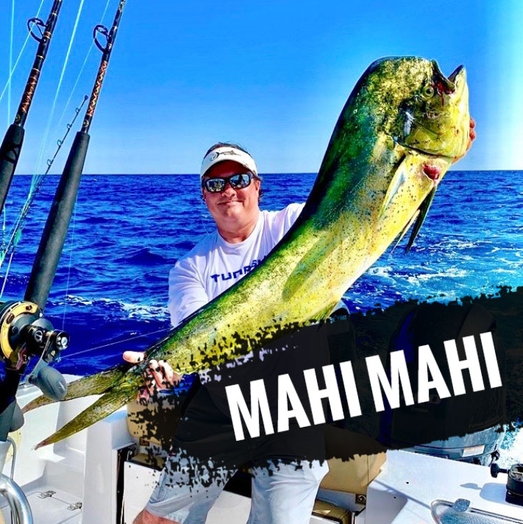 Mahi Mahi Lures