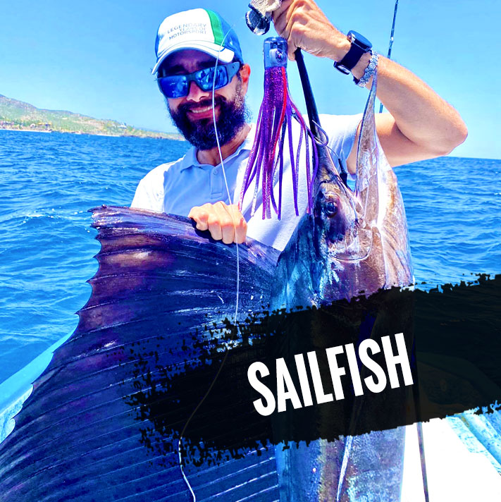 Sailfish Lures